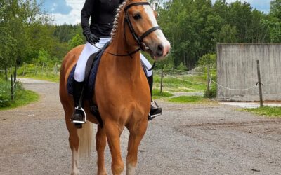Klubbtävling i dressyr på Bogesunds Gård – 7 juni 2026!