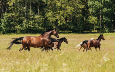 Kallelse årsmöte 15 feb