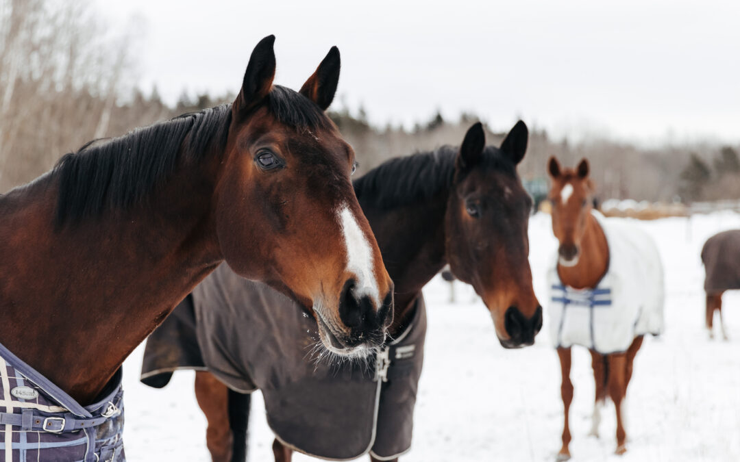 Dagordning och handlingar till årsmötet