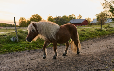 Funktionärsträff med tävlingskommittén